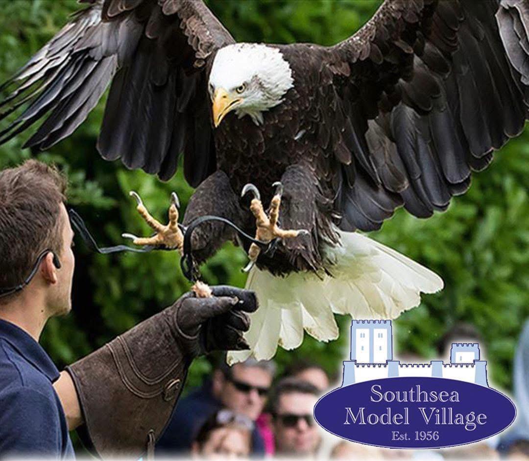 Owl and Raptor Display